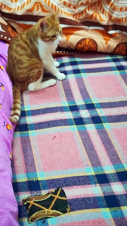 Kitty Like Playing With Owner