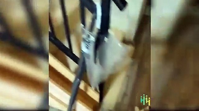 Cute and Funny Cats Videos Compilations Funny Animal Fails Compilations