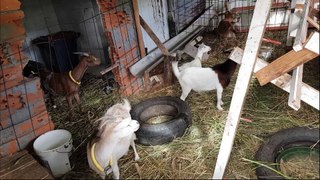 Birth video mother goat of two kids goats  episode 1