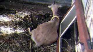 Birth video mother goat of two kids goats  episode 4