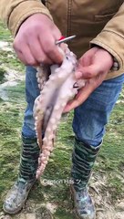 Amazing Fishing Catching Sea food on the beach