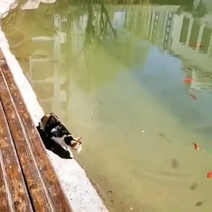 A talented hunter 