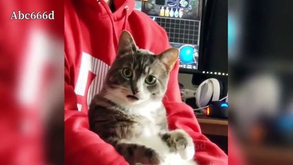 Funny Cats  Cute and Baby Cats Videos Compilation 2020