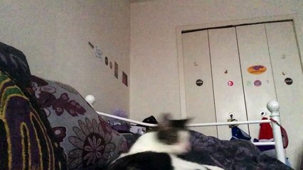 Tobey looking at the screen while mommy was out downstairs doing laundry