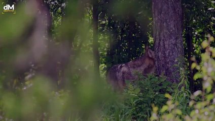 This Is For All Those Who Walk Alone (LONE WOLF SPEECH)