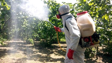 Koronavirüsten sonra  bir tehlike daha! 8 ilimizdeki fındık bahçelerinde süne istilası başladı