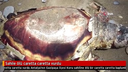 Sahile ölü caretta caretta vurdu
