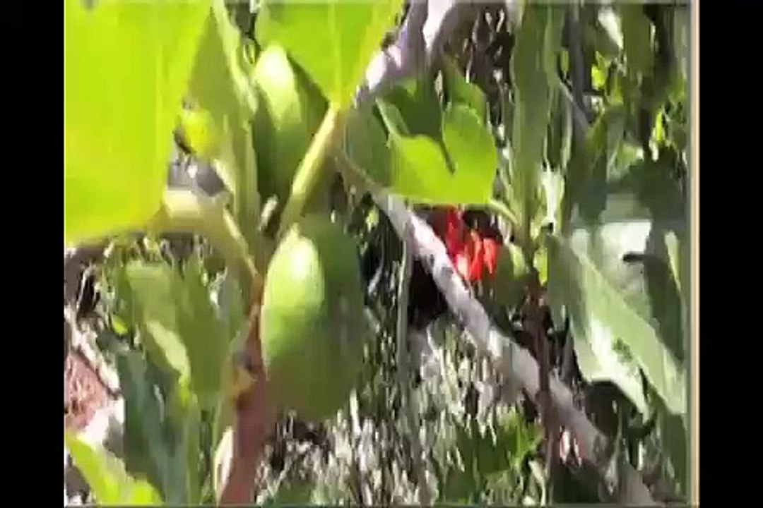 الزراعة تصدر نشرة توصيات فنية للتعامل مع محاصيل...