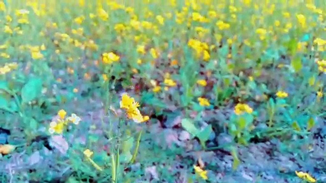 Musted field