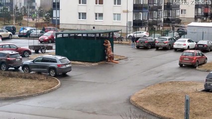 T-Rex Takes out the Trash During Quarantine