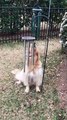 Doggie Sings Along With Wind Chimes