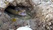 Experiment : Toothpastes Vs Eggs Catch Water Snakes From Underground Hole - Attractive Snake in Hole