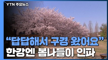 "답답해서 벚꽃 구경 왔어요"...한강엔 봄나들이 인파 / YTN