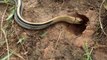 Experiment :  Coca Cola Vs Mentos Catch Water Snakes From Underground Hole - Coca Cola Vs Snake