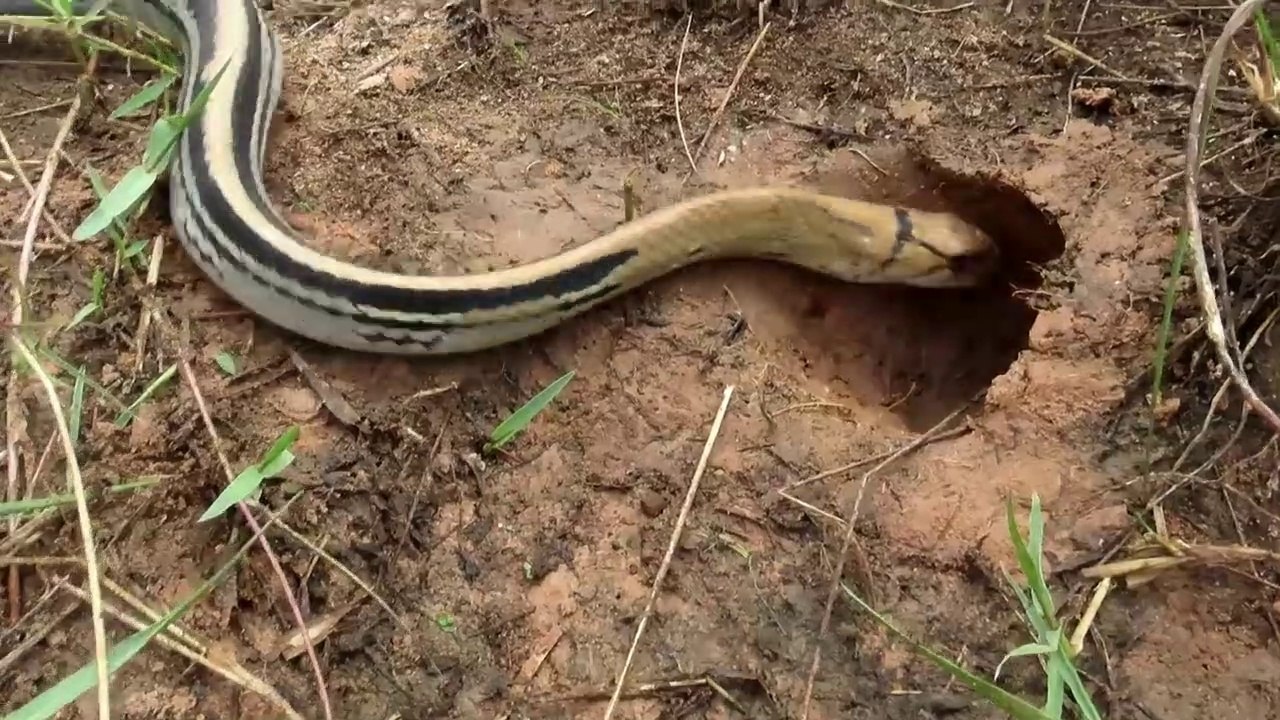 Experiment :  Coca Cola Vs Mentos Catch Water Snakes From Underground Hole - Coca Cola Vs Snake
