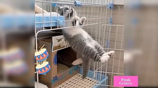Cute and Funny Cats Videos Compilations Funny Animal Fails Compilations