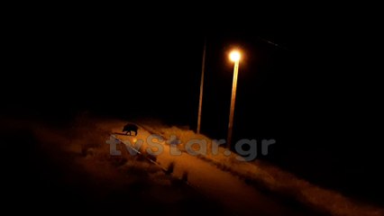 Αγριογούρουνα κάνουν βόλτα στη Λαμία