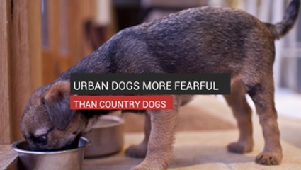 Urban Dogs More Fearful Than Country Dogs