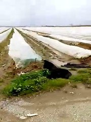 Εκτεταμένες καταστροφές σε καλλιέργειες  σπαραγγιού στη Ροδόπη part2