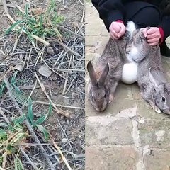 Super Funny Moments Human and Animals Fails of 2020