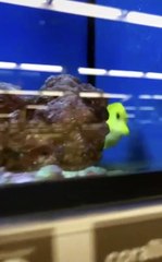 Jouer à cache-cache avec un chirurgien jaune