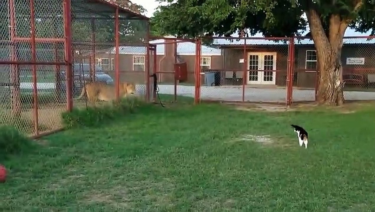 Ce chat fait le fier face à un lion !