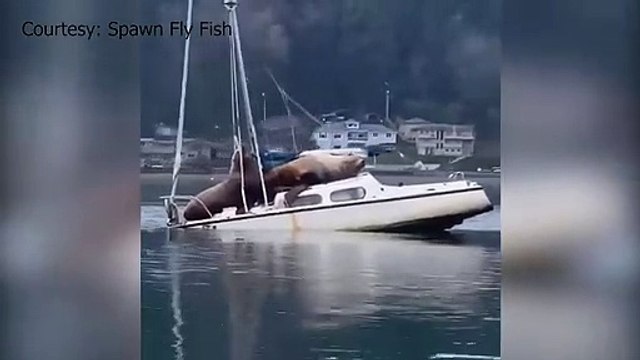 2 éléphants de mer squattent un voilier !