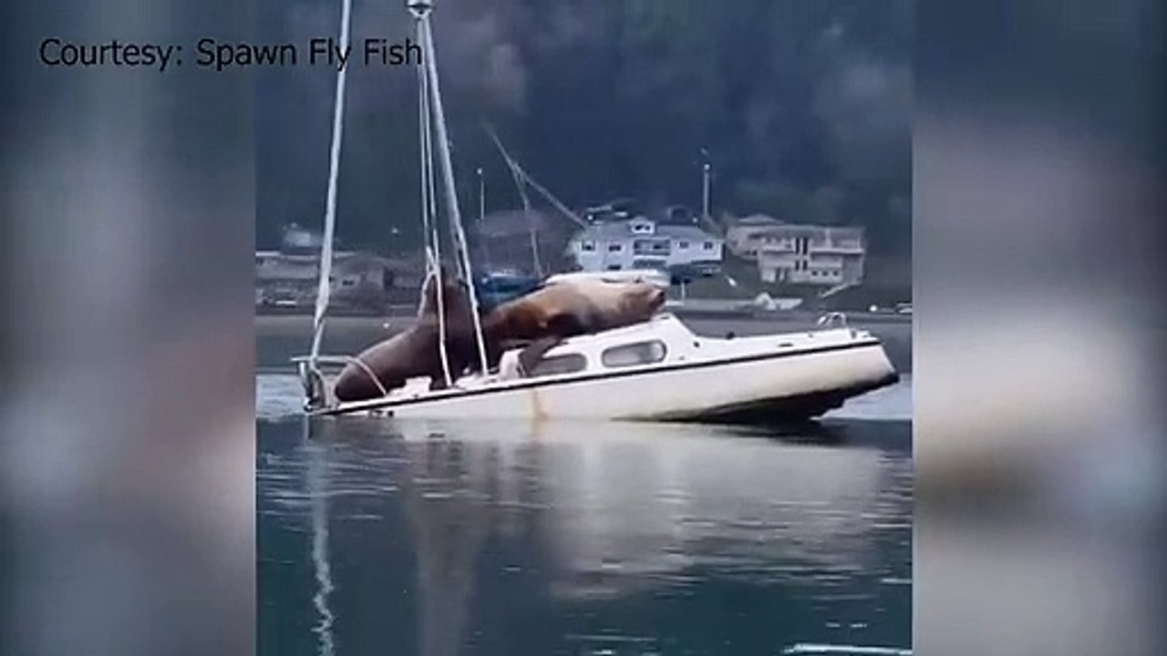 2 éléphants de mer squattent un voilier !