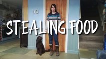 STOP YOUR DOG STEALING FOOD