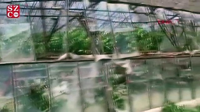Fırtına seralara zarar verdi, üretici 'bittik' dedi