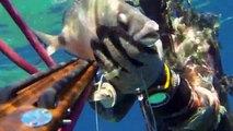 Zıpkınla Palamut Avı - Spearfishing Bonito - Palamita