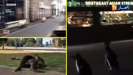 في زمن كورونا..بعد خلو الشوارع من الناس..الحيوانات تتجول بحرية حول العالم