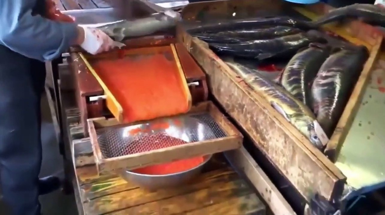 Somon Nasıl Temizlenir Milyonlarca Somon Yumurtası - How to Clean Salmon Millions of Salmon Eggs