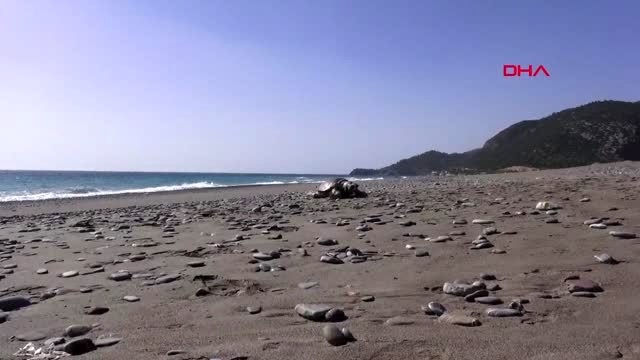 ANTALYA Gazipaşa'da caretta caretta ölüsü sahile vurdu
