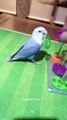 What a clever parrot- Smart Parrot​ Evolution in the World That You Never See