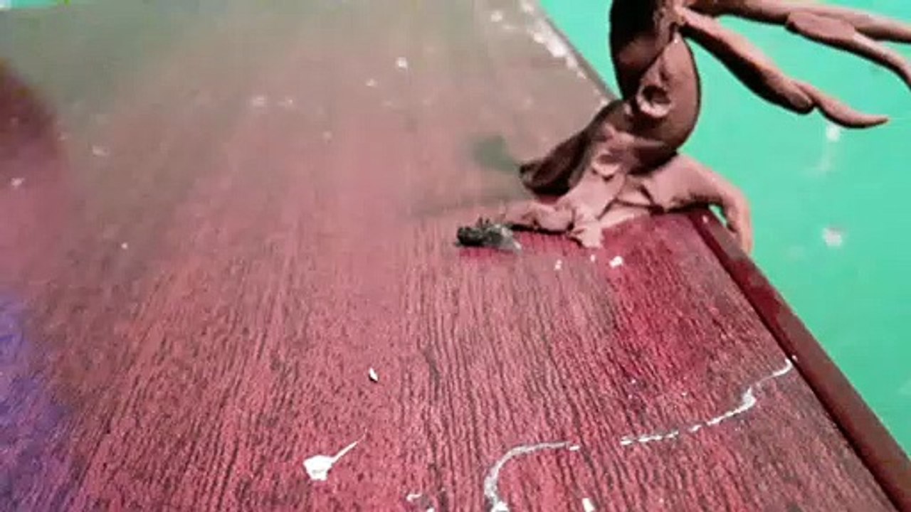 El arbol de los deseos