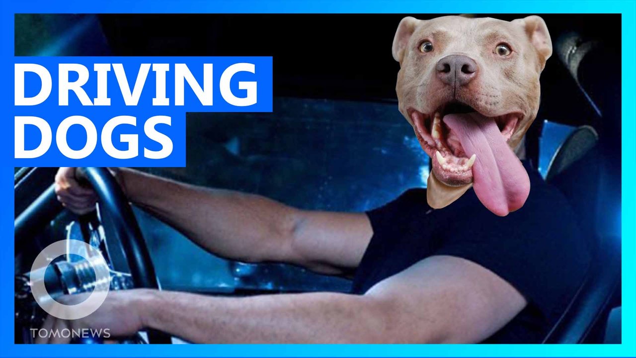 Man leads cops on 100 mph chase while letting his pit bull drive