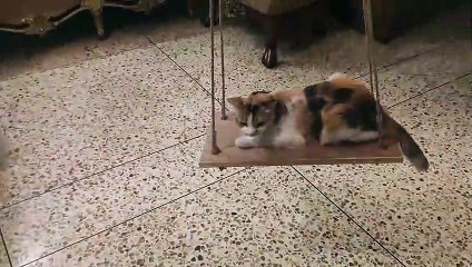 Kitty Enjoys Swinging the Time Away