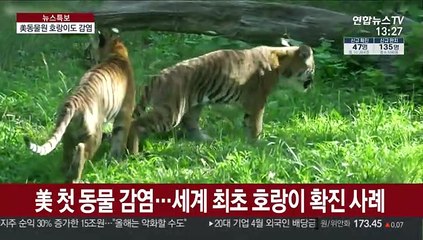 개·고양이 이어 美동물원 호랑이도 코로나19 감염