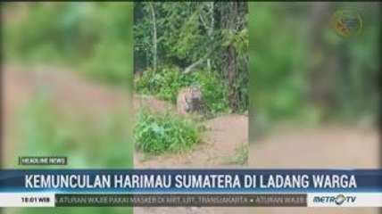 Warga Kerinci Dihebohkan dengan Kemunculan Harimau di Ladang Warga