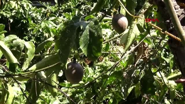 ANTALYA Bağışıklık sistemini güçlendiren tropikal meyveler