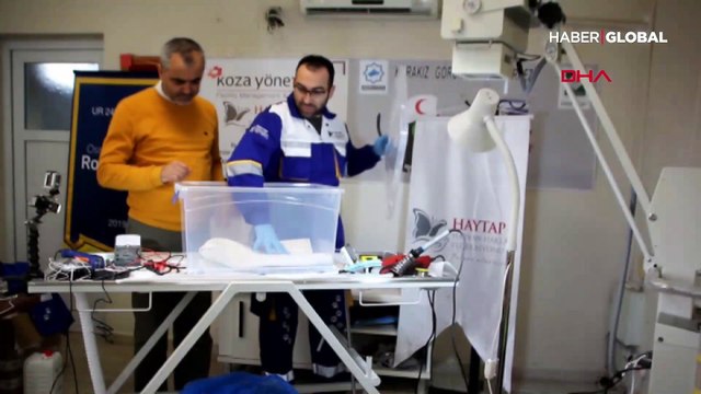 Anneleri ölen yavru kedilere özel yapım kuvözde tedavi