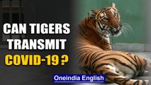 A tiger has tested positive for COVID-19, what could this mean? | Oneindia News