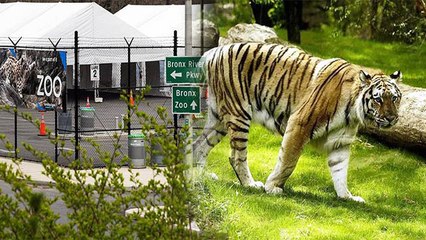 Tigress भी हुई Virus की शिकार | Tigress Found Virus Positive in New York | बाघ टेस्ट वायरस | Boldsky