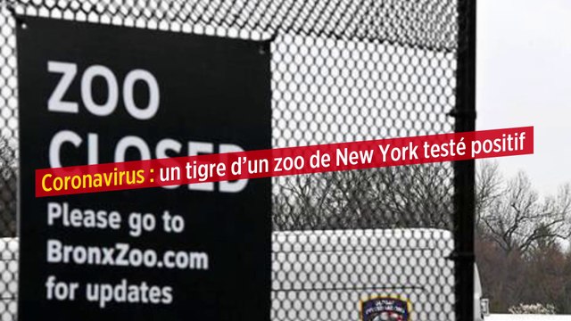 Coronavirus : un tigre d’un zoo de New York testé positif