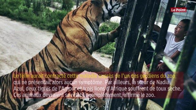 Coronavirus : un tigre d’un zoo de New York testé positif