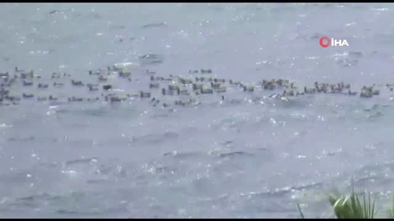 Bodrum sahilleri turist yerine ördeklerle doldu taştı