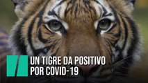 Un tigre da positivo por coronavirus en el zoológico del Bronx