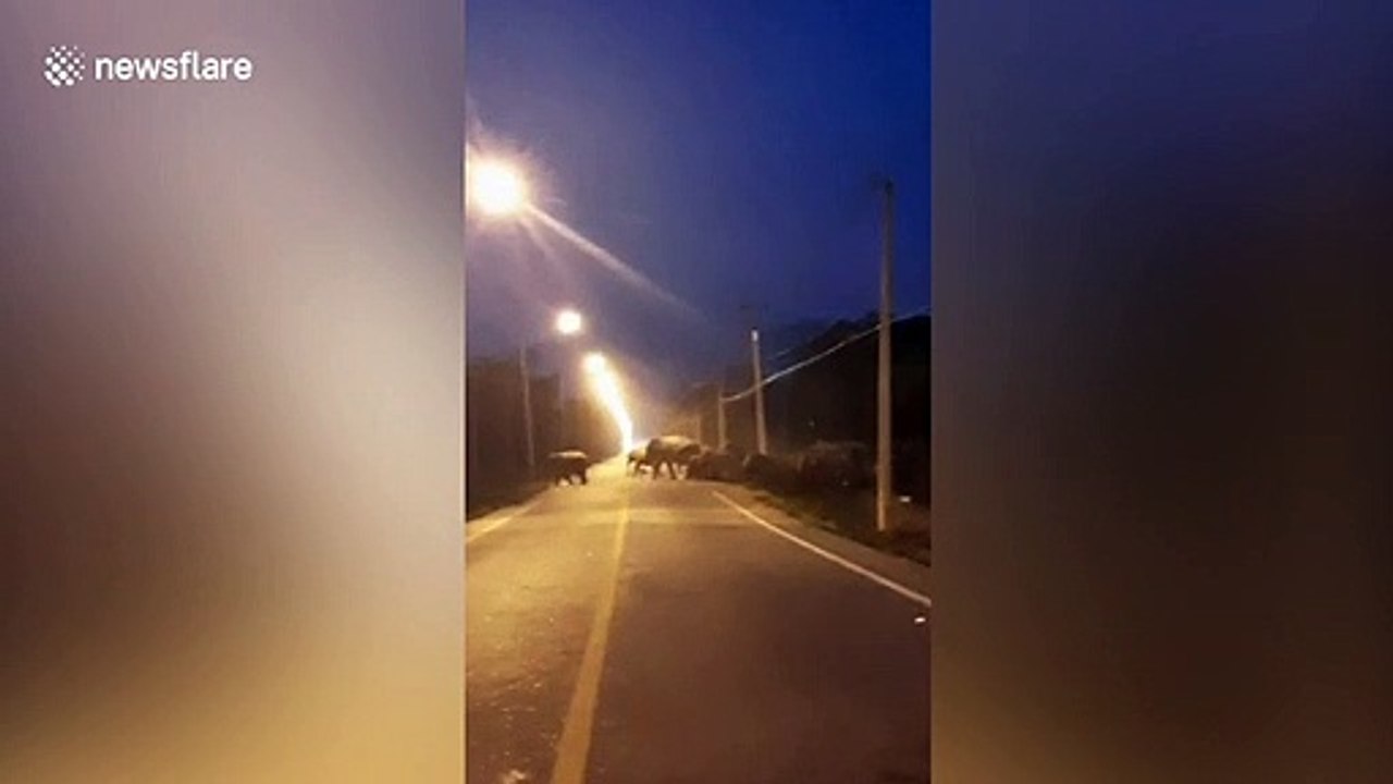 Herd of wild elephants stop traffic to cross the road in Thailand