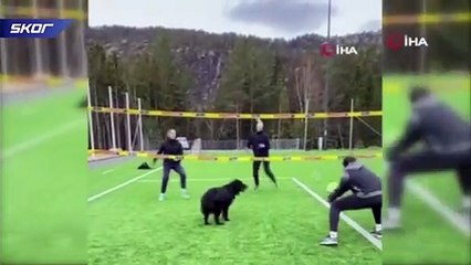 Norveçli voleybolcunun köpeğiyle antrenmanı hayran bıraktı